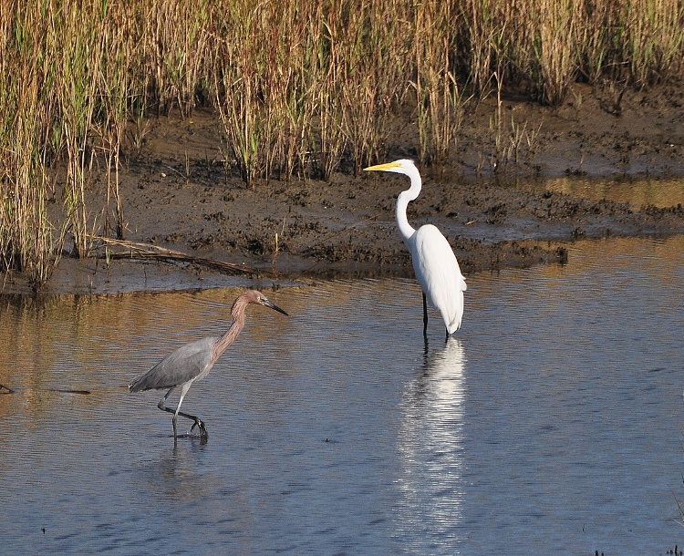 shorebirds